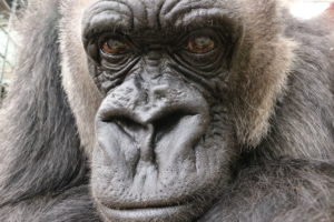 Babydoll Gorilla Death 8 TRIANGLENEWS 300x200 - BRITAINÕS oldest female gorilla has died aged 57, it emerged last night.